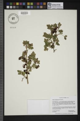 Ribes montigenum image