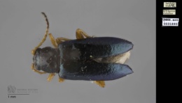 Image of Scelolyperus lecontii