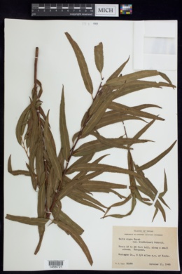 Salix nigra var. lindheimeri image