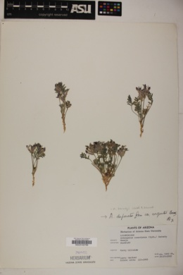 Astragalus desperatus var. conspectus image