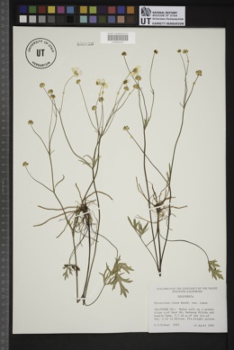 Ranunculus canus var. canus image