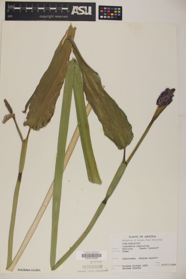 Pontederia paniculata image