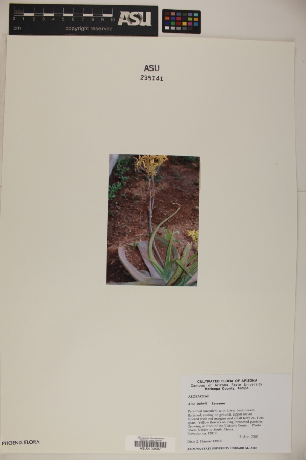 Aloe buhrii image