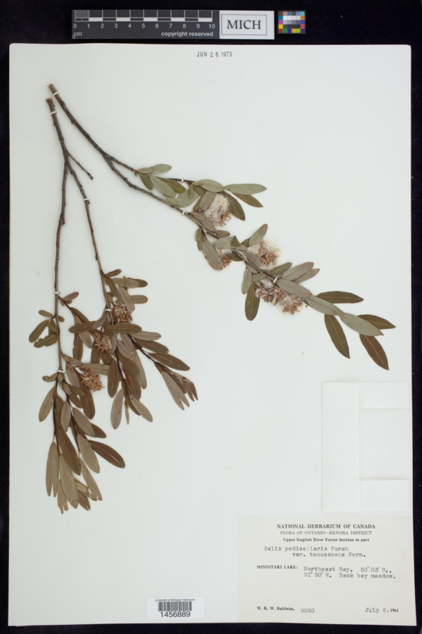 Salix pedicellaris var. tenuescens image
