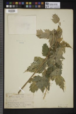 Actaea rubra subsp. arguta image