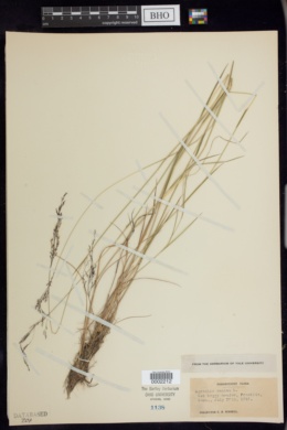 Agrostis canina image
