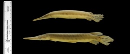 Lepisosteus platyrhincus image