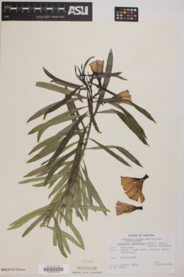 Thevetia peruviana image