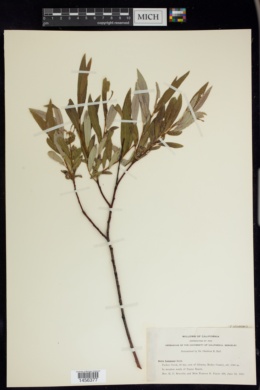 Salix lemmonii image