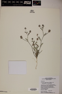 Astragalus didymocarpus var. dispermus image