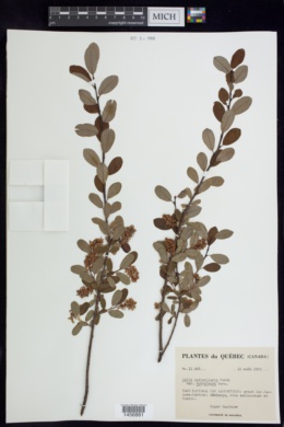 Salix pedicellaris var. hypoglauca image