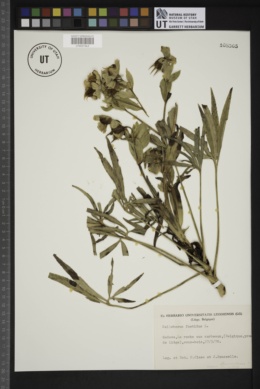 Helleborus foetidus image