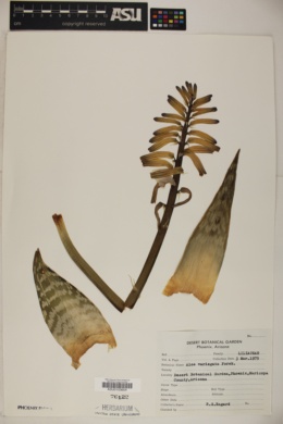 Aloe variegata image
