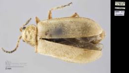 Image of Erynephala puncticollis