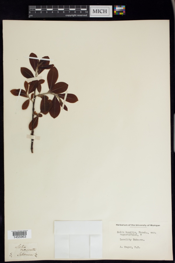 Salix humilis var. angustifolia image