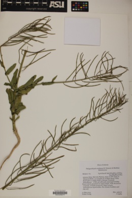 Thelypodiopsis ambigua image