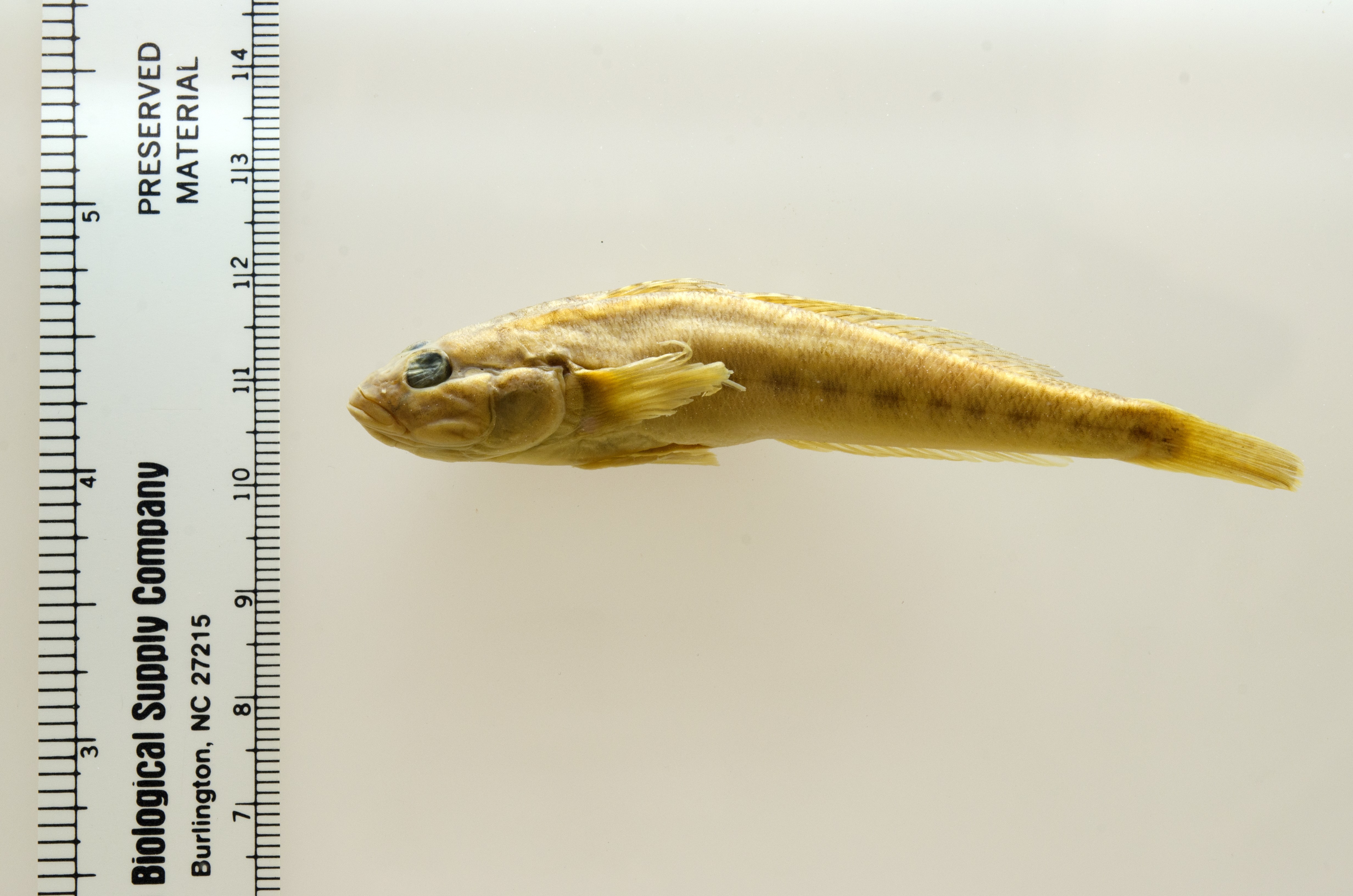 Image of Neogobius fluviatilis
