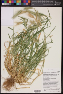 Hordeum murinum subsp. glaucum image