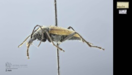 Gnathacmaeops pratensis image