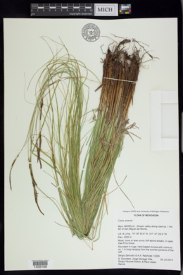 Carex arsenei image