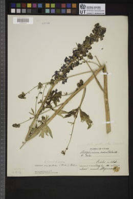 Delphinium cucullatum image