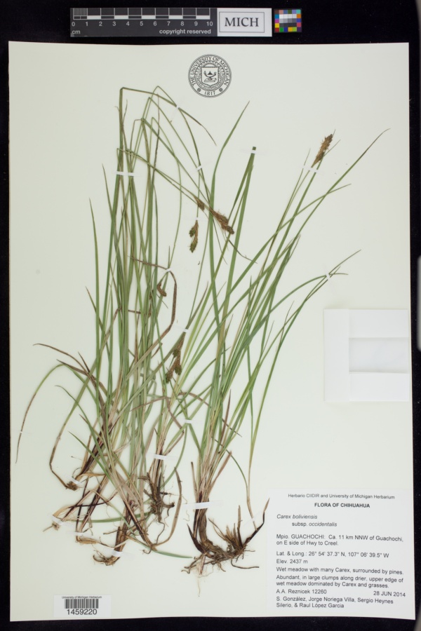 Carex boliviensis subsp. occidentalis image
