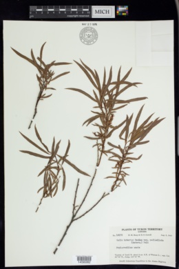 Salix interior var. pedicellata image