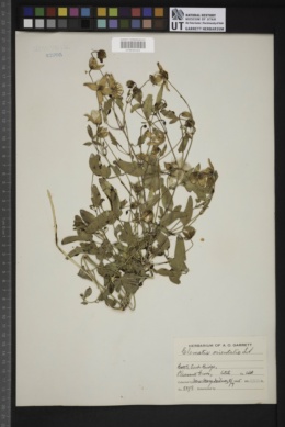 Clematis orientalis image
