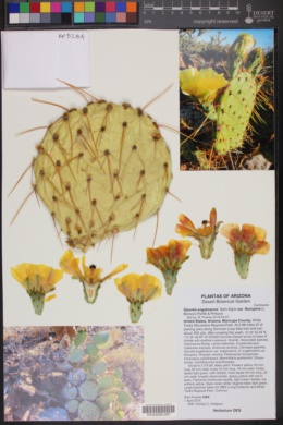 Opuntia engelmannii var. flavispina image