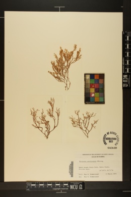 Dictyota cervicornis image