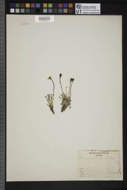 Papaver radicatum image