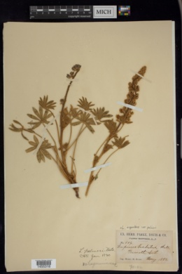 Lupinus palmeri image