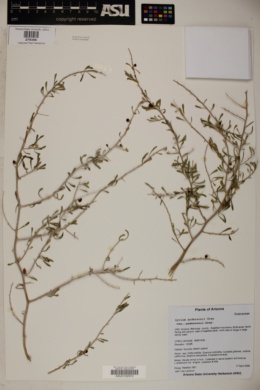 Lycium andersonii var. andersonii image