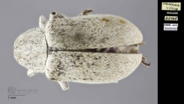 Image of Glyptoscelis albicans