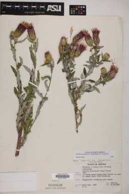 Cirsium arizonicum var. arizonicum image