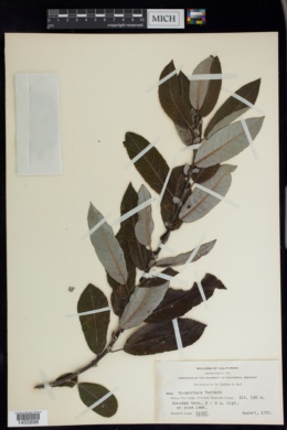 Salix hookeriana image