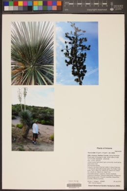 Yucca elata var. elata image