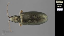 Image of Plateumaris flavipes