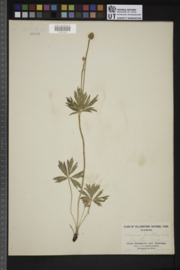 Anemone parviflora image