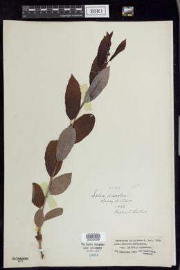 Salix discolor var. latifolia image