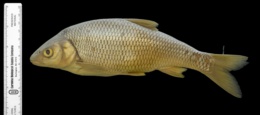 Image of Leuciscus leuciscus