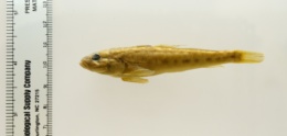 Neogobius fluviatilis image