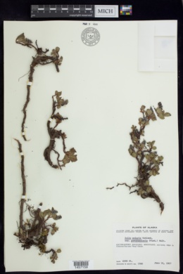 Salix polaris image