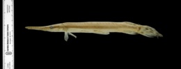 Lepisosteus platostomus image