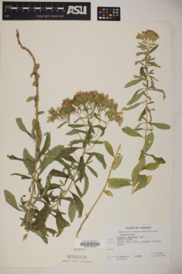 Stevia serrata image