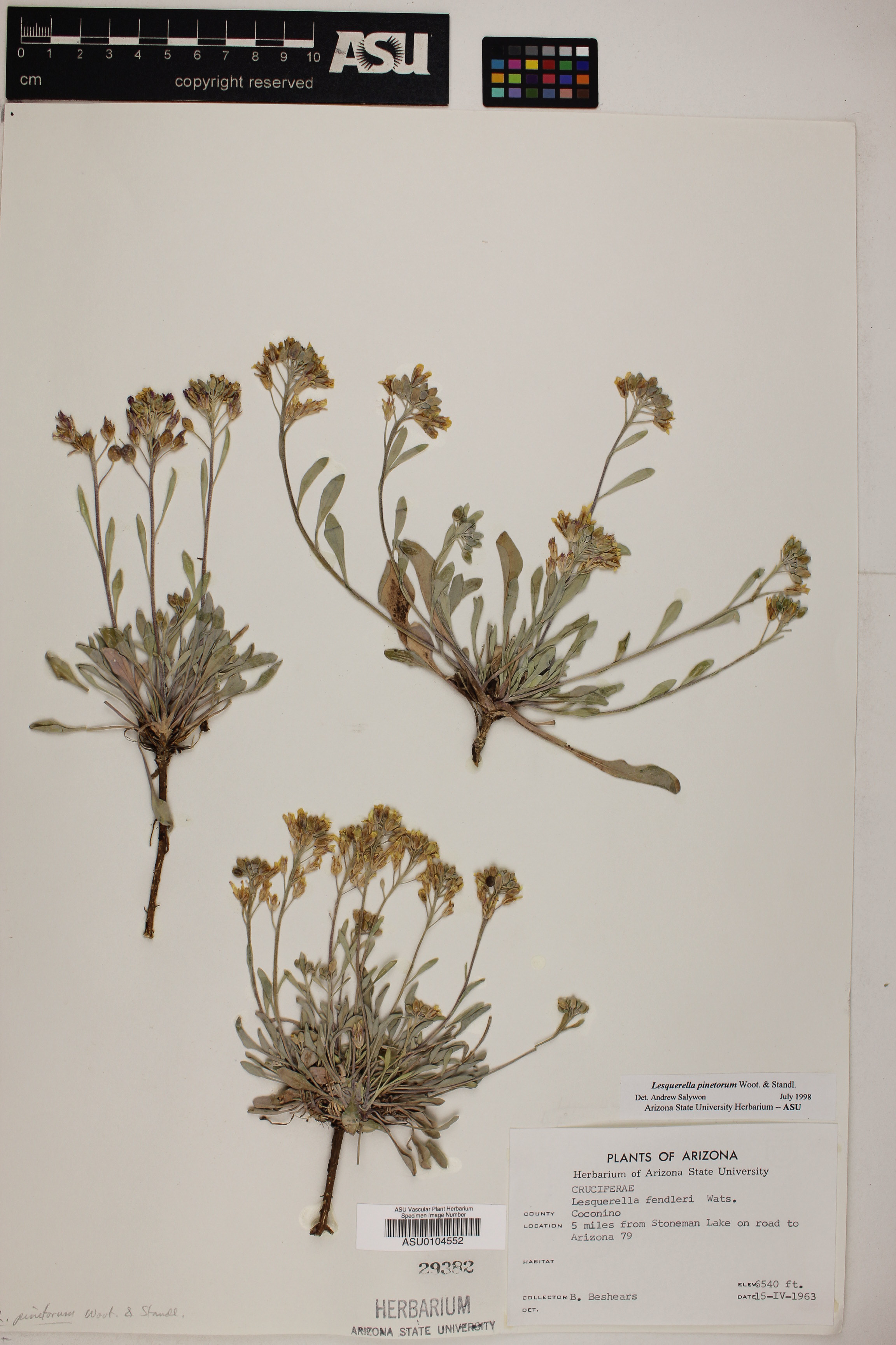 Lesquerella pinetorum image