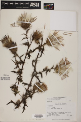 Cirsium arizonicum image