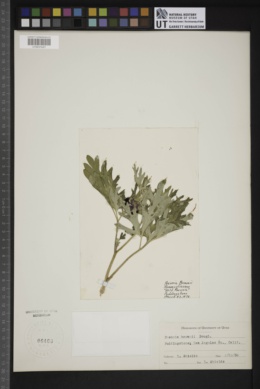 Paeonia brownii image
