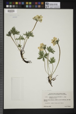 Anemone narcissiflora var. monantha image