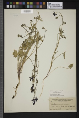 Delphinium patens subsp. patens image